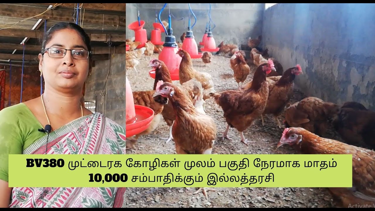 BV380 முட்டைரக கோழிகள் முலம் பகுதி நேரமாக மாதம் 10,000 சம்பாதிக்கும் இல்லத்தரசி