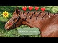 ❤️Cómo hacer TRENZAS de CORAZONES en la CRIN de mi CABALLO❤️