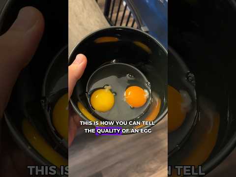 THIS Is What The Color Of Your Egg Yolk Means Shorts 