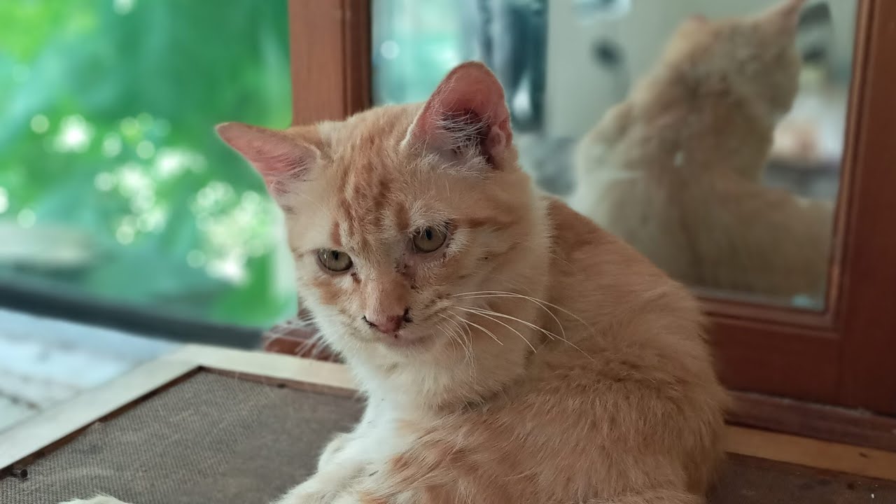 Time Machine Cats !!!! Longest Daily Cat's Story