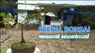 Ficus Religiosa Bonsai Tree I Indian Peepal Bonsai I അരയാൽ ബോൺസായി I Bodhi Vriksha I lidadils bonsai