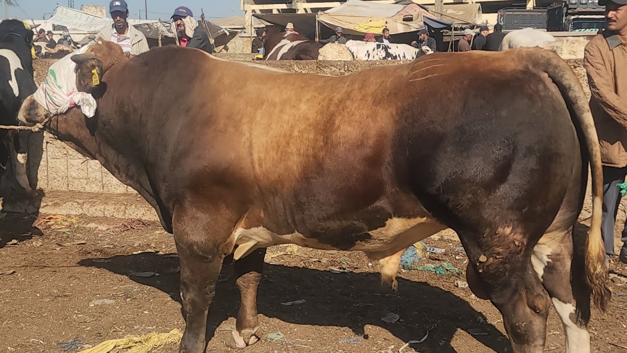 قناة الزيتوني مرجان مباشر من سوق الأسبوعي سبيت  ضواحي دار بيضاء