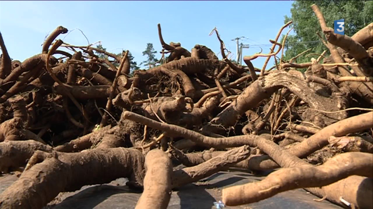 La gentiane made in Corrèze