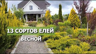 13 СОРТОВ МОИХ ЕЛЕЙ ВЕСНОЙ 2024г. | Хвойные весной