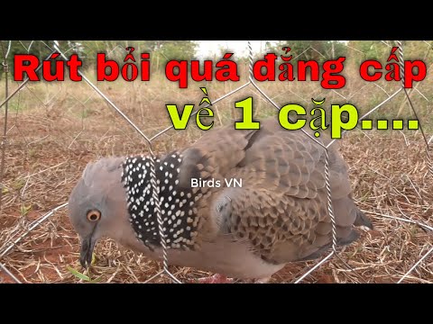 Cu gáy rút bổi đẳng cấp về hẳn 1 cặp ...........