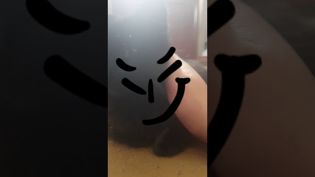 Funny face cat 