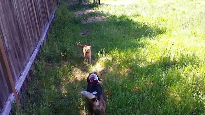 BAXTER THE BEAGLE- "BAXTER AND CALVIN"  (RIP BAXTE...