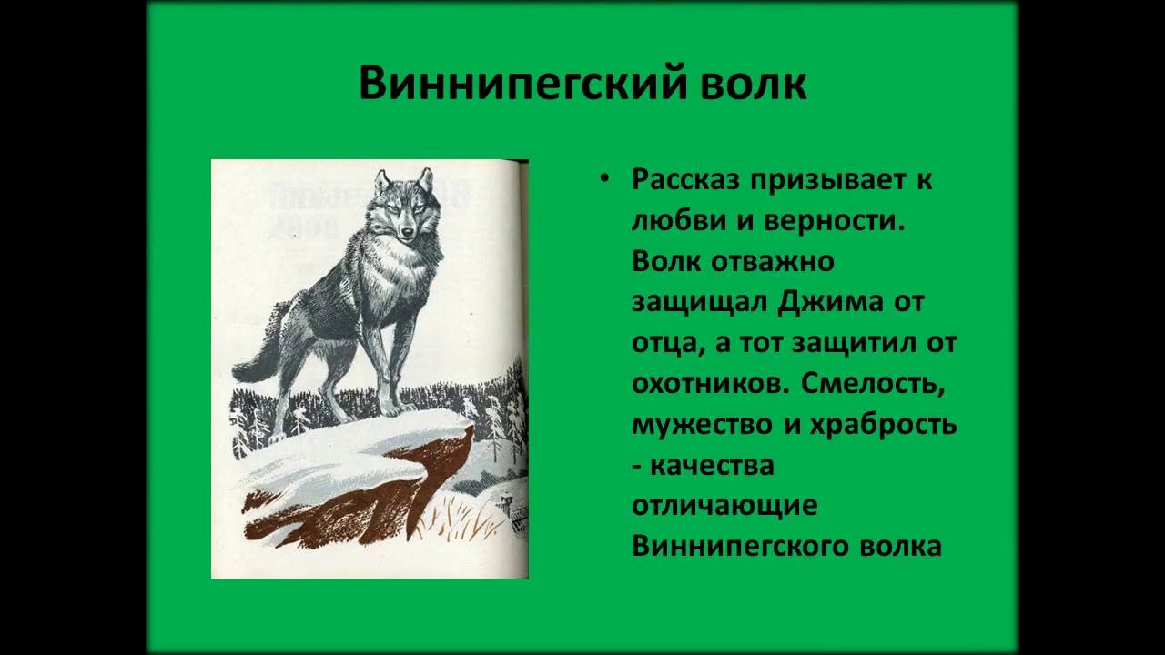 Рисунки к рассказу виннипегский волк