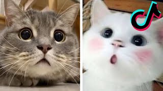 The Best Adorable Kitties in The Planet Makes Your Heart Melt