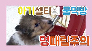 [GUDOG TUBE] 셔틀랜드쉽독 (셀티) 물먹방 (feat. 코로나조심)