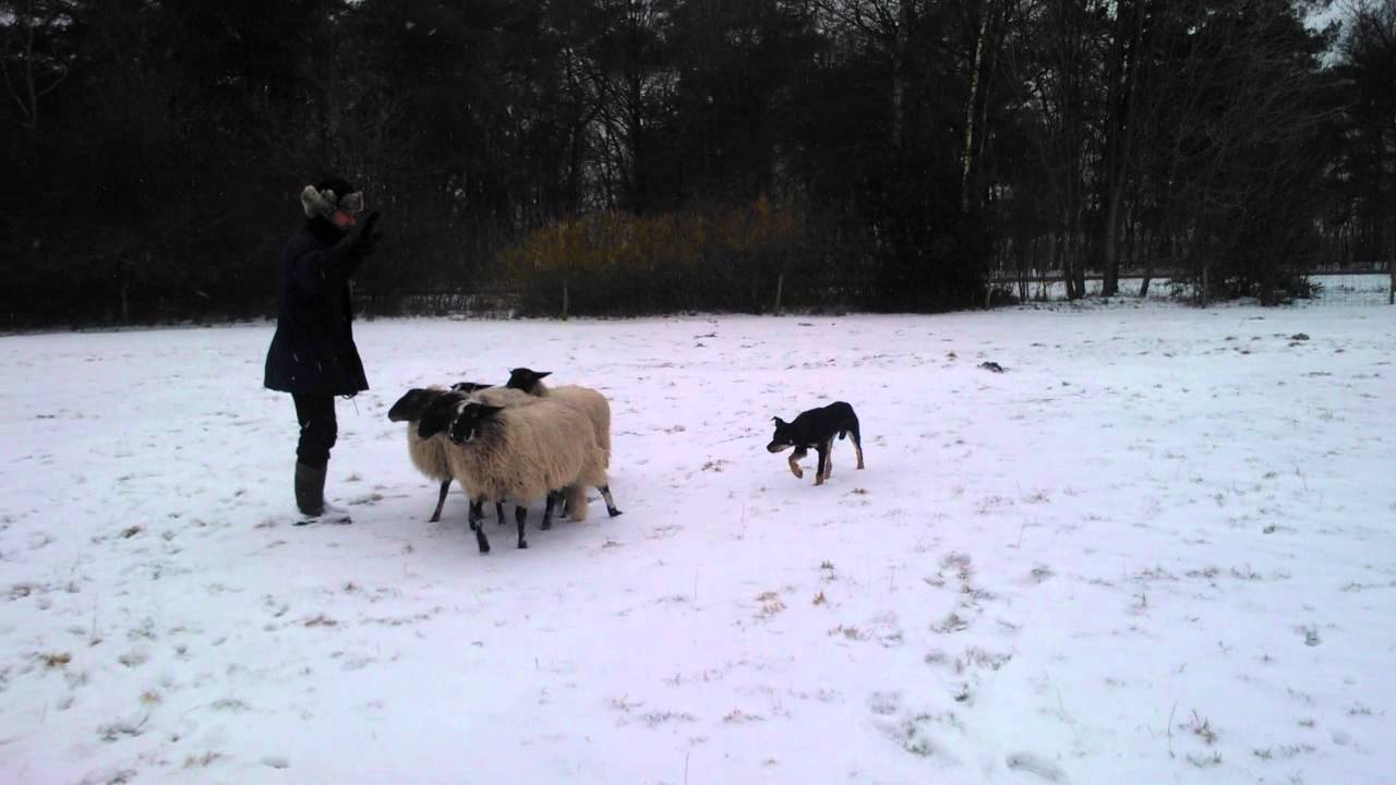 Boanong Zeb, Working Kelpie, 5.5 months old