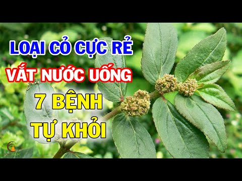 Video Cứ Lấy CỎ SỮA Giã Nát Chắt Nước Uống Đi BẤT NGỜ Kết... - youtube