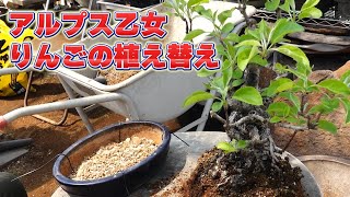 乙女りんご　(アルプス乙女)　[半懸崖] 大品盆栽 乙女りんご (アルプス乙女) [半懸崖] 大品盆栽