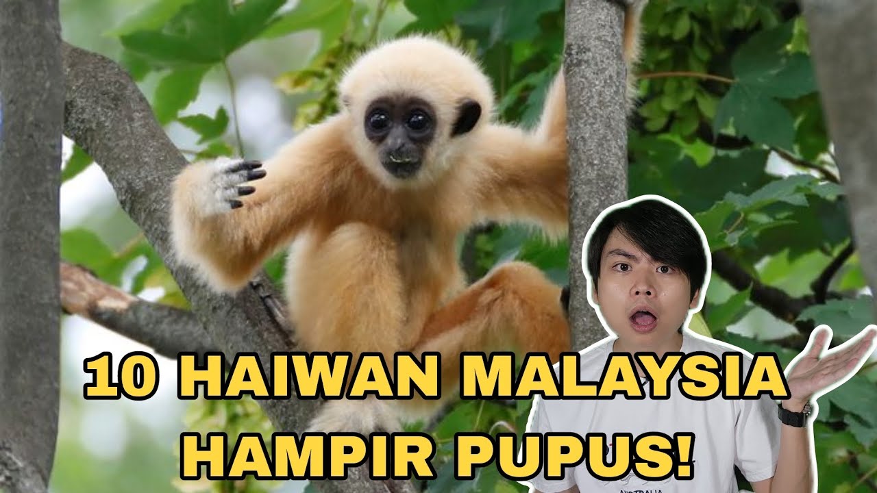 10 Haiwan Malaysia Hampir Pupus!