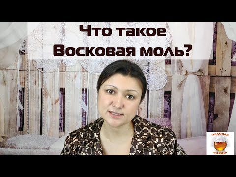 Что такое восковая моль (огневка) и чем она полезна