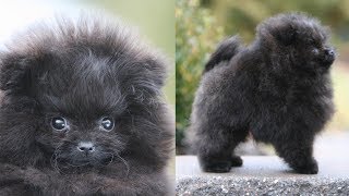 Picking up my NEW POMERANIAN PUPPY!! | Meet Treacle, my black Pomeranian