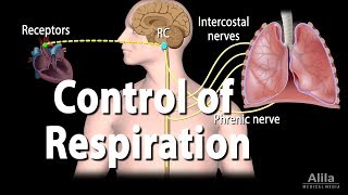 Control of Ventilation, Animation