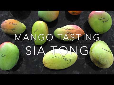 Video Tasting Florida Mangos - Sia Tong Mango - youtube