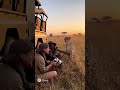 Cheetah Sneaks Up on Wildlife Photographers!