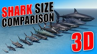 Unbelievable 3D Shark Species Weight And Size Comparison | Megalodon