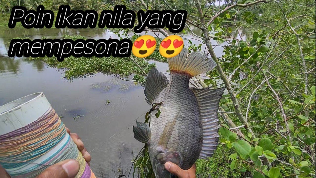 Paser ikan, Dapat poin nila babon yang mempesona😍