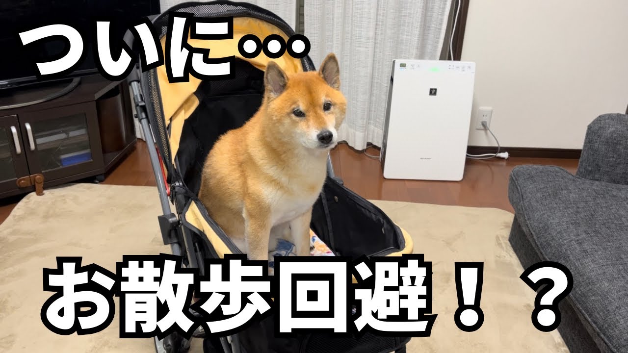 A video of a Shiba Inu who hates going on walks unboxing an item