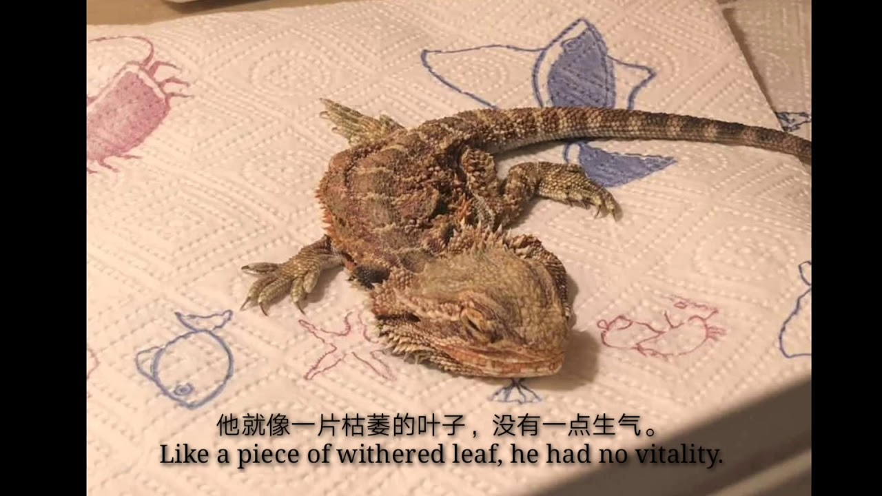 What Does a Dead Bearded Dragon Look Like?