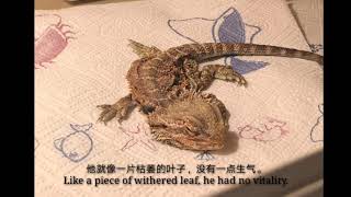 Save a dying Bearded Dragon