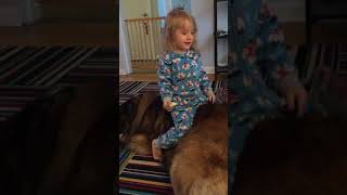 Toddler climbs on Leonberger by SquishStine 626 views 4 years ago 1 minute, 7 seconds