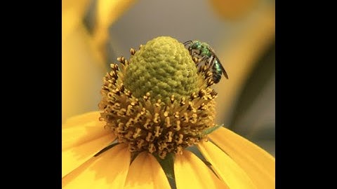 Pollinator Partnership | Exploring The World of Pollinators