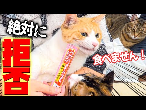 おやつを全力で拒否する猫の顔がヤバすぎたwww