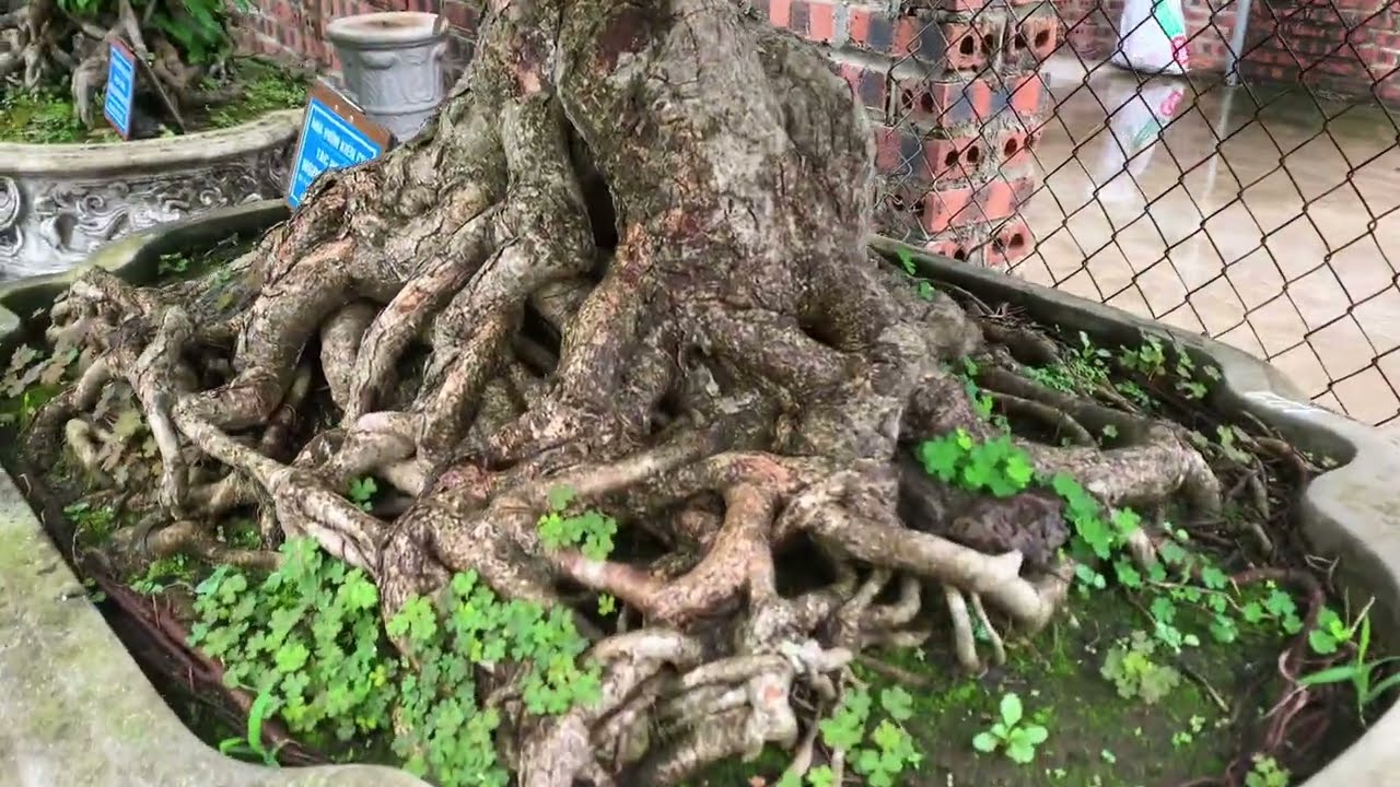 Thanh Lý Cả Vườn Cây Cảnh Cực Đẹp – Cơ Hội Cho Người Đam Mê Bonsai 0372.755.474 @haubonsai2942