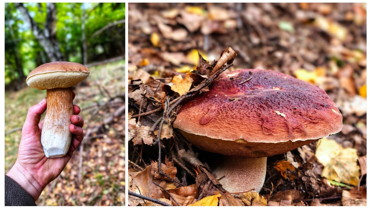 HUBY HRÍBY 2025 - na hubách v oktobri na miestach kde nikto nebol  v územi medveďov