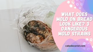 What Does Mold On Bread Look Like 3 Dangerous Mold Strains