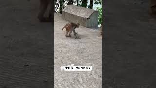 The Monkey and the Frog