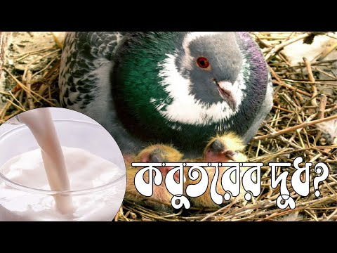 ভিডিও: কেক কবুতরের দুধ 