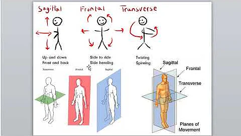 Module 1.1 - Human Movement