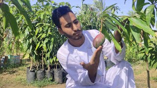 ليه الشتلات تزهر وتثمر ف المشتل   |لازم تعرف|لعشاق المانجو ??mango!!!