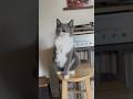 Roarie The Famous Taste Making Cat #vinyl #recordplayersetup #recordcollection #vinylcheck #fyp