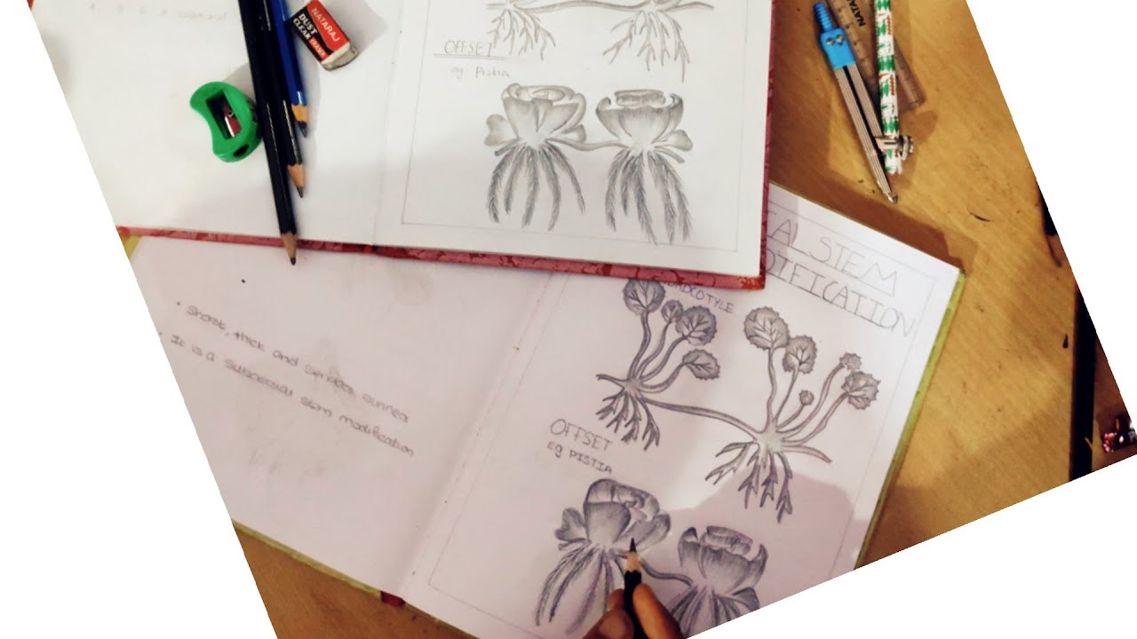 +2 12th state syllabus biologybotany record drawing.... YouTube