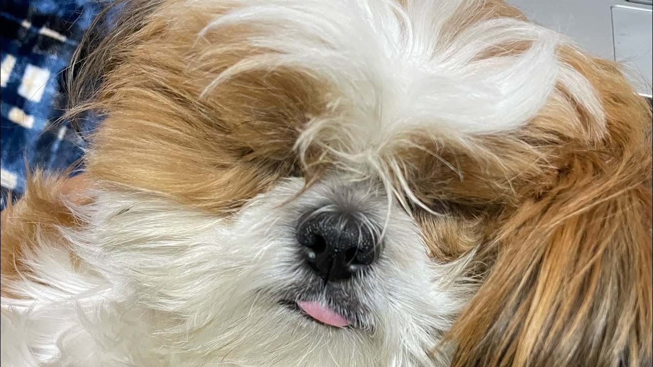Cute Shih Tzu Sleeping YouTube