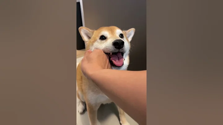 Shiba Gets Tased By Owner