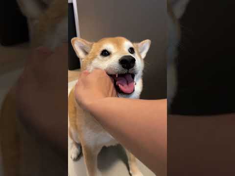 Shiba Gets Tased