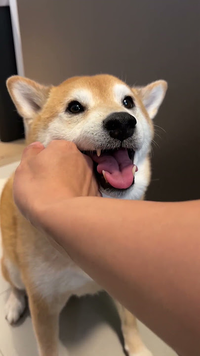 Shiba Gets Tased By Owner