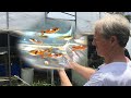 GUPPIES, ENDLERS, LIVEBEARERS... *OH MY!* - Guppy Fish Farm Tour
