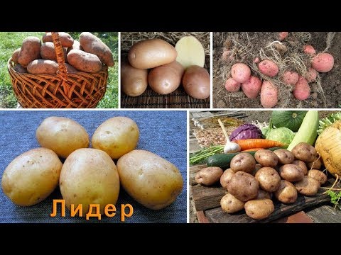 Лучшие сорта картофеля российской селекции