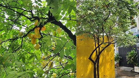 Cây khế xum xuê trái bên miếu Quan Công ở Sài Gòn - Quê hương là chùm khế ngọt