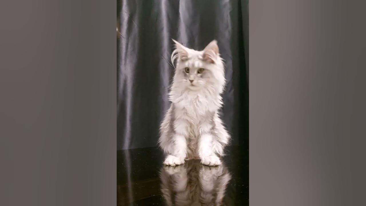 Мейн-кун волшебная девочка Олимпия #cat #мейнкун #котятамейнкуны # ...