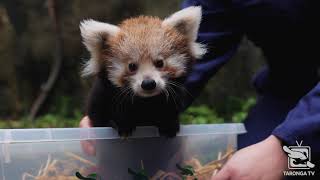 Meet Tarongas Red Panda Cubs!