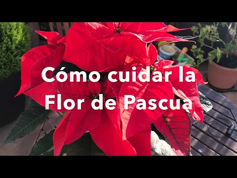 Vídeo: Cultivar plantes de poinsettia a l'exterior: consells per plantar poinsetties a l'exterior Cultivar plantes de poinsettia a l'exterior: consells per plantar poinsetties a l'exterio